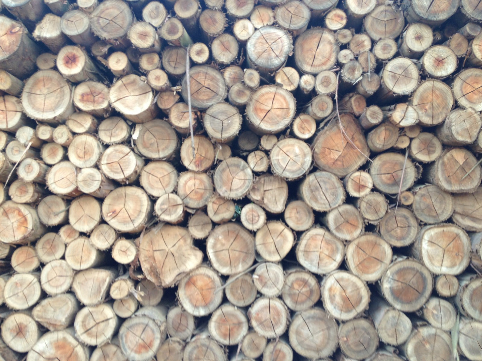 madeira de reflorestamento