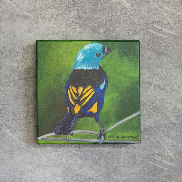 Quadro Decorativo Pássaro Pintor Verdadeiro 20 X 20 cm
