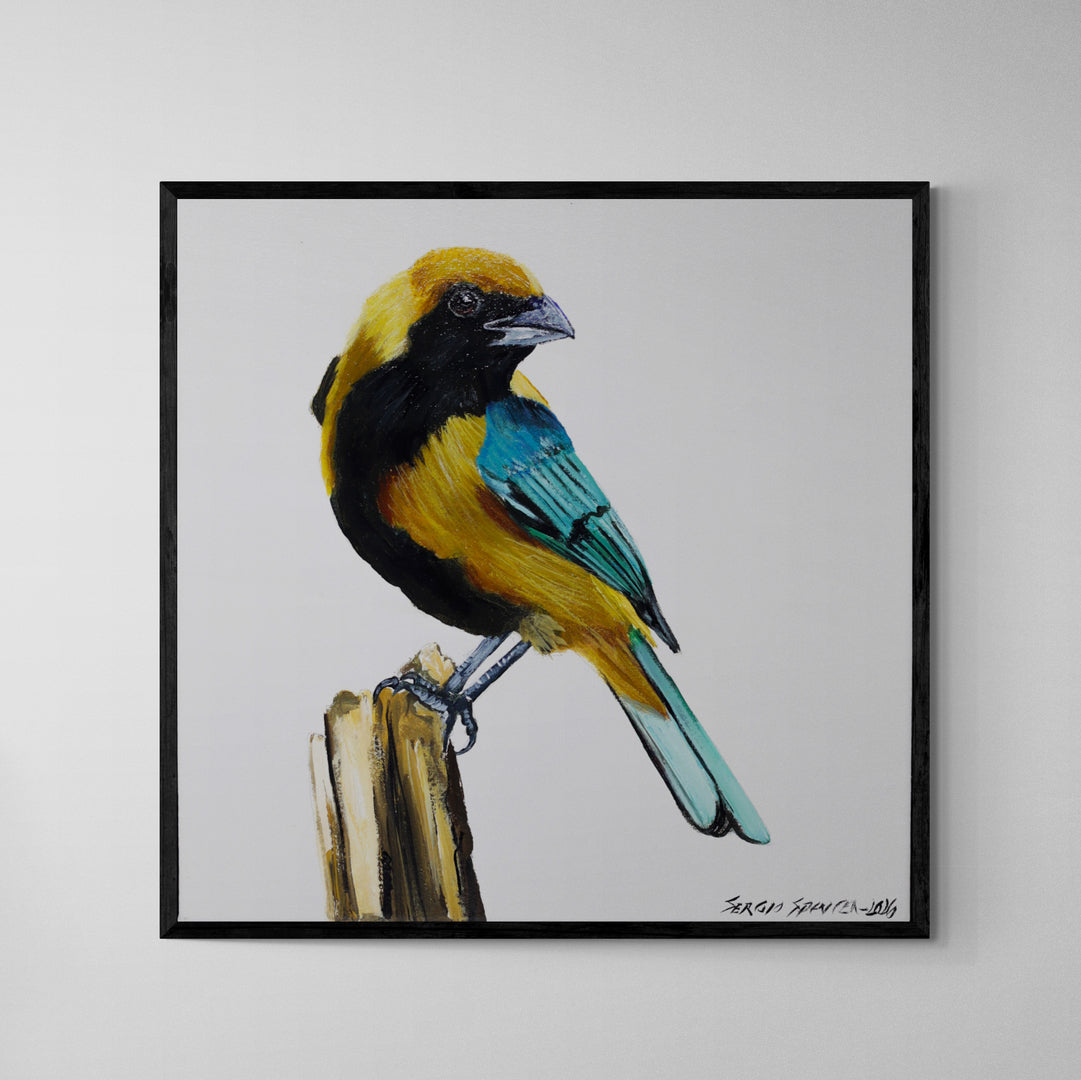 Quadro C/ Moldura Pássaro Saíra Amarela 32 X 32 cm