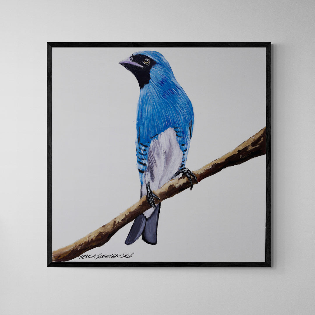Quadro C/ Moldura Pássaro Saí Andorinha Azul 32 X 32 cm