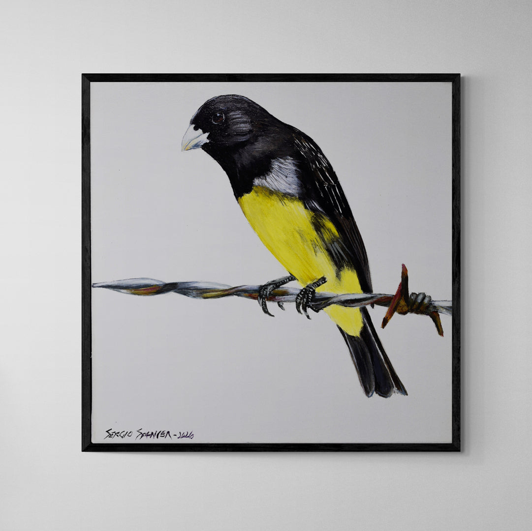 Quadro C/ Moldura Pássaro Papa Capim 02 32 X 32 cm