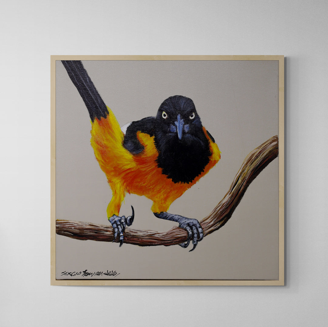 Quadro C/ Moldura Pássaro Corrupião 02 32 X 32 cm