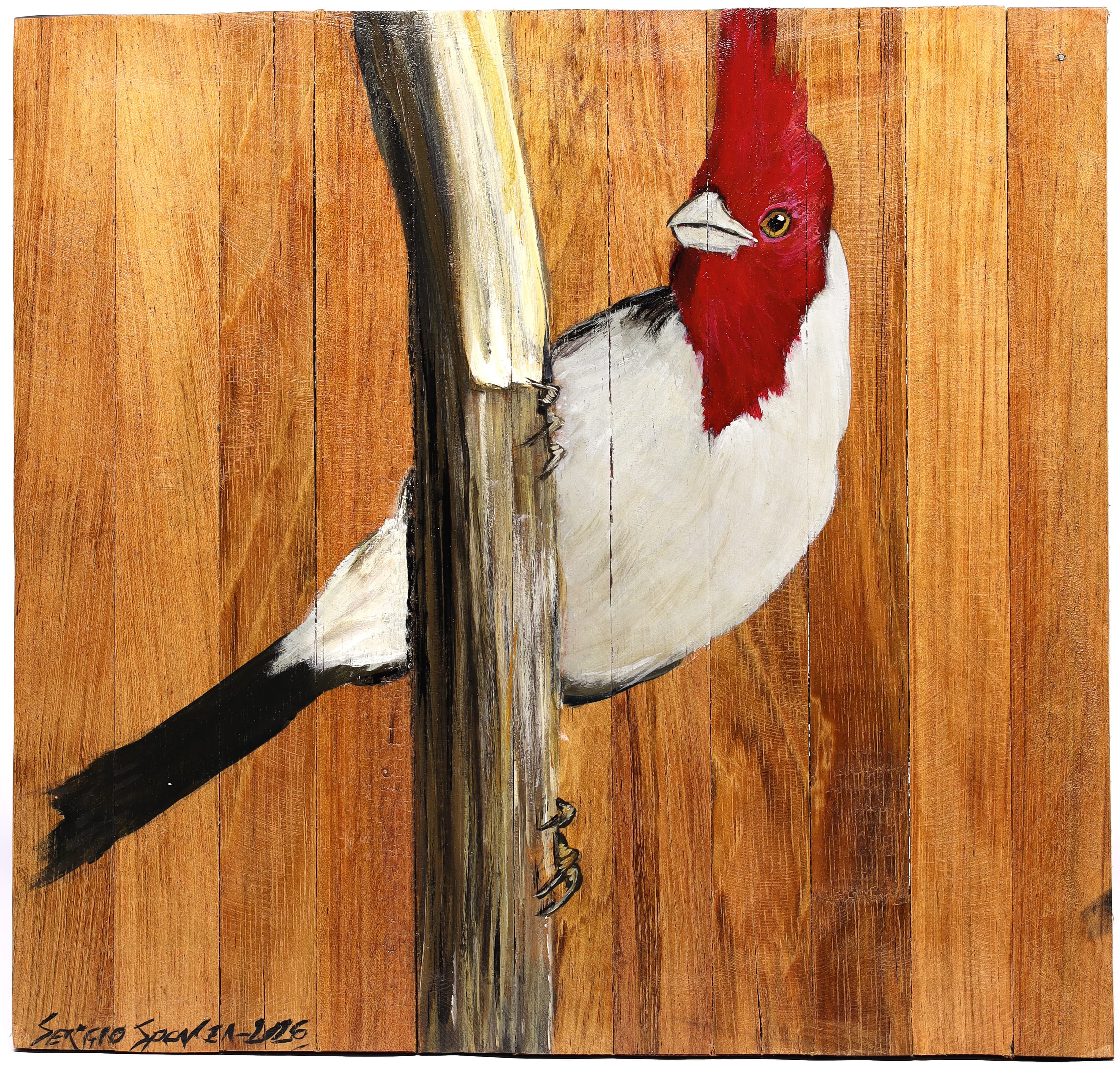 Quadro Decorativo Pássaro Cardeal 30 X 30 cm