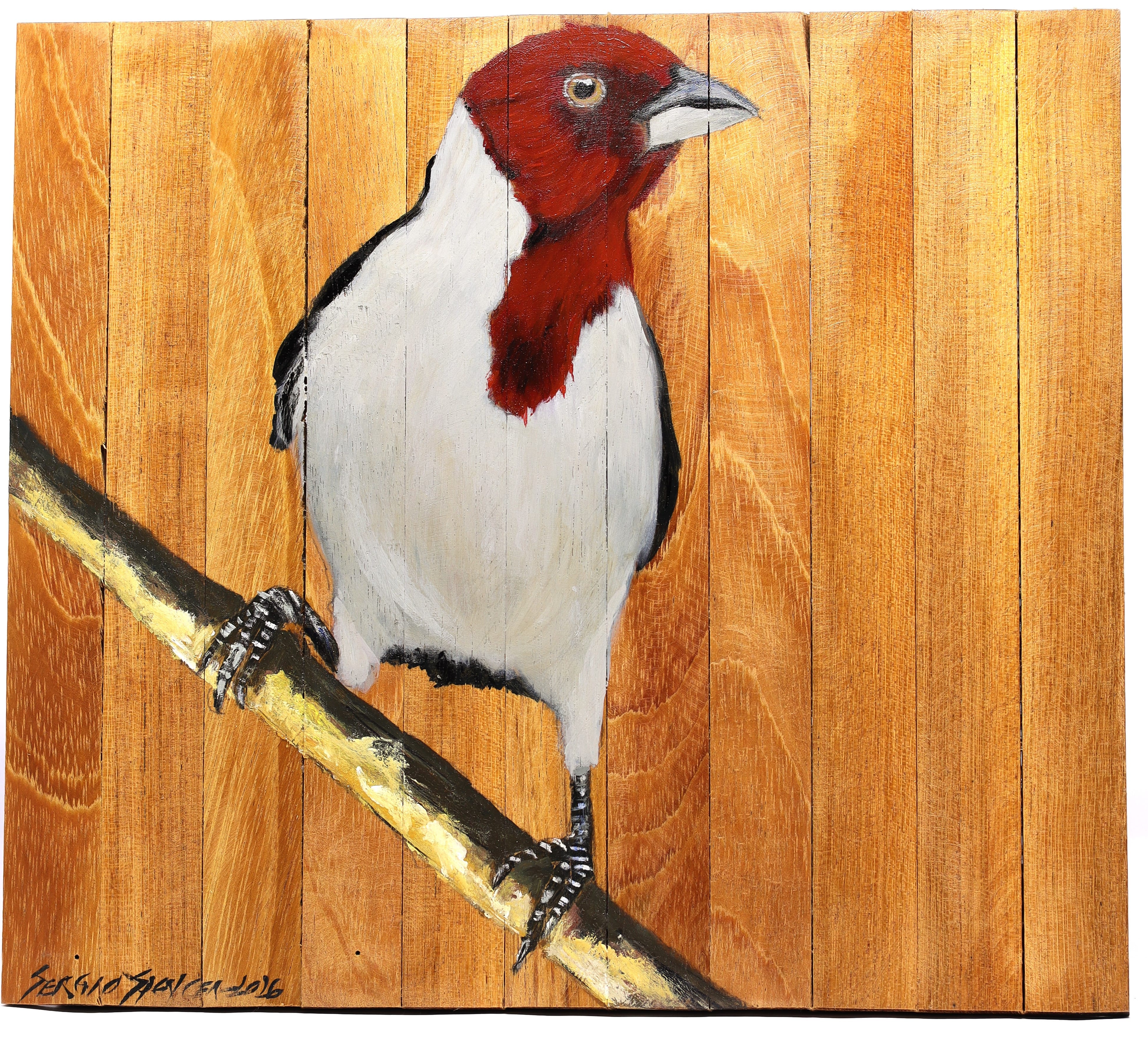 Quadro Decorativo Pássaro Galo de Campina 07 30 X 30 cm