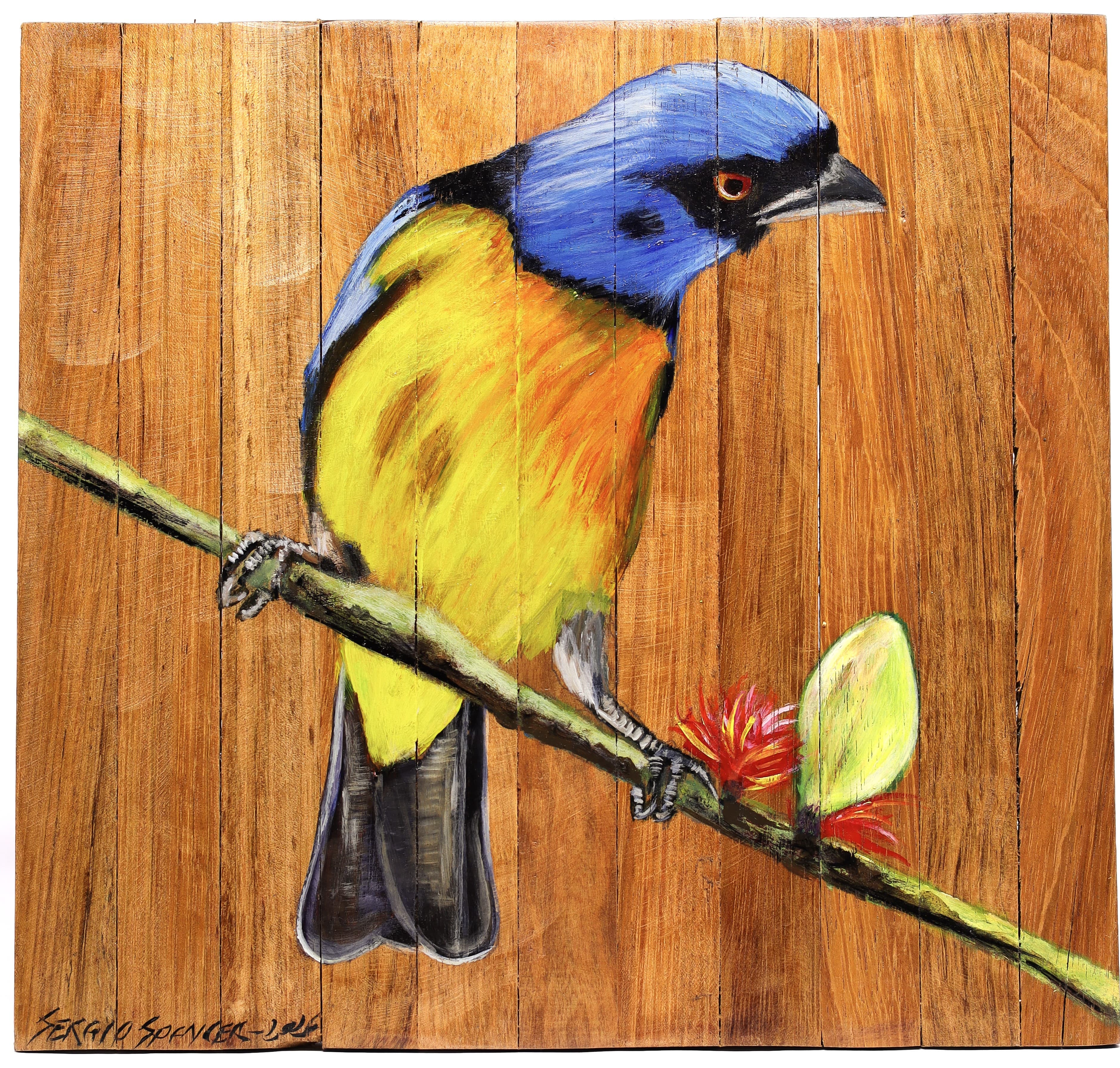 Quadro Decorativo Pássaro Sanhaço Papa Laranja 02 30 X 30 cm
