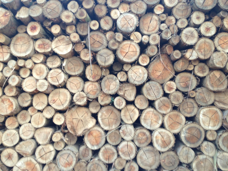 madeira de reflorestamento