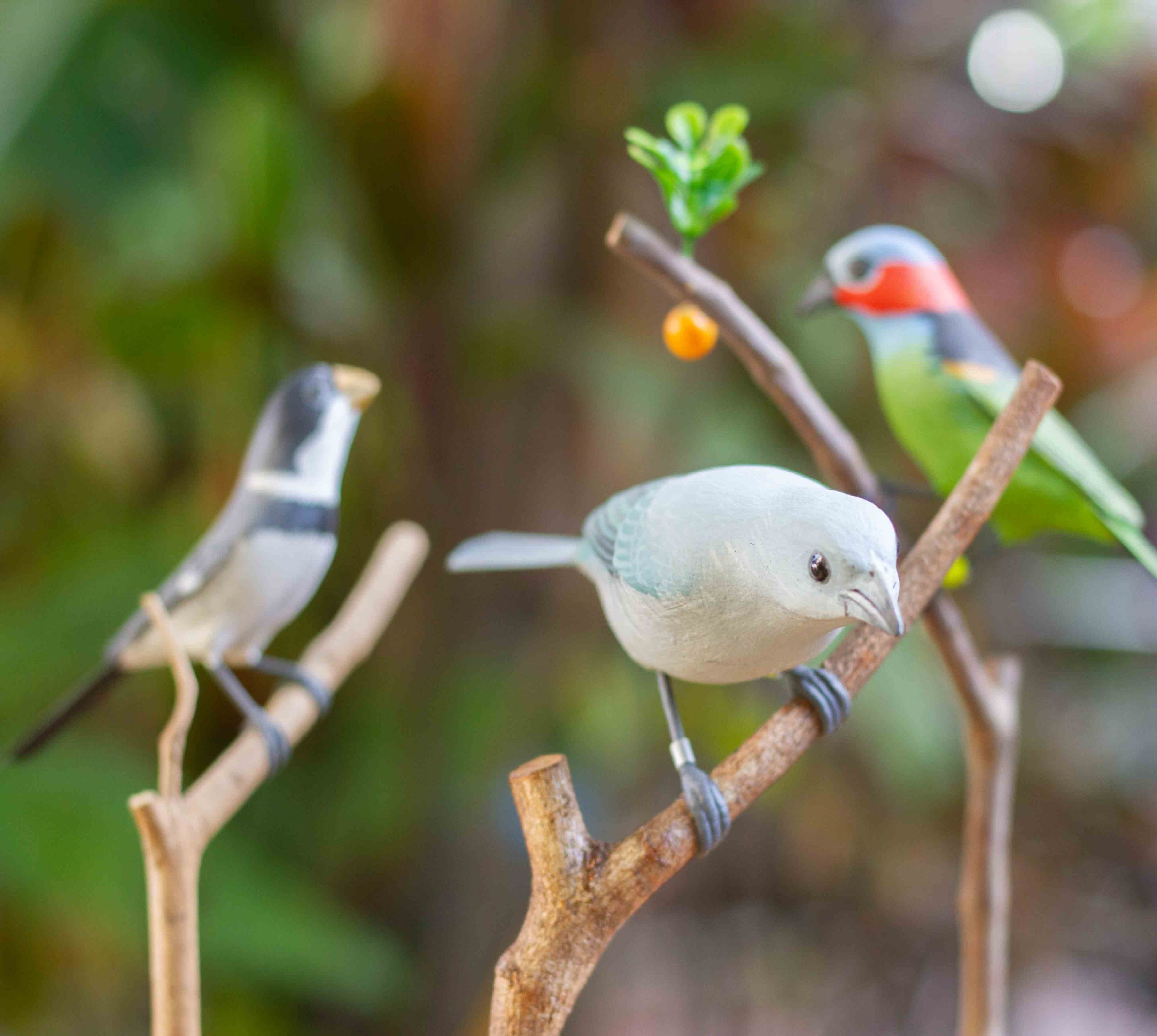 PÁSSAROS FAUNA BRASILEIRA