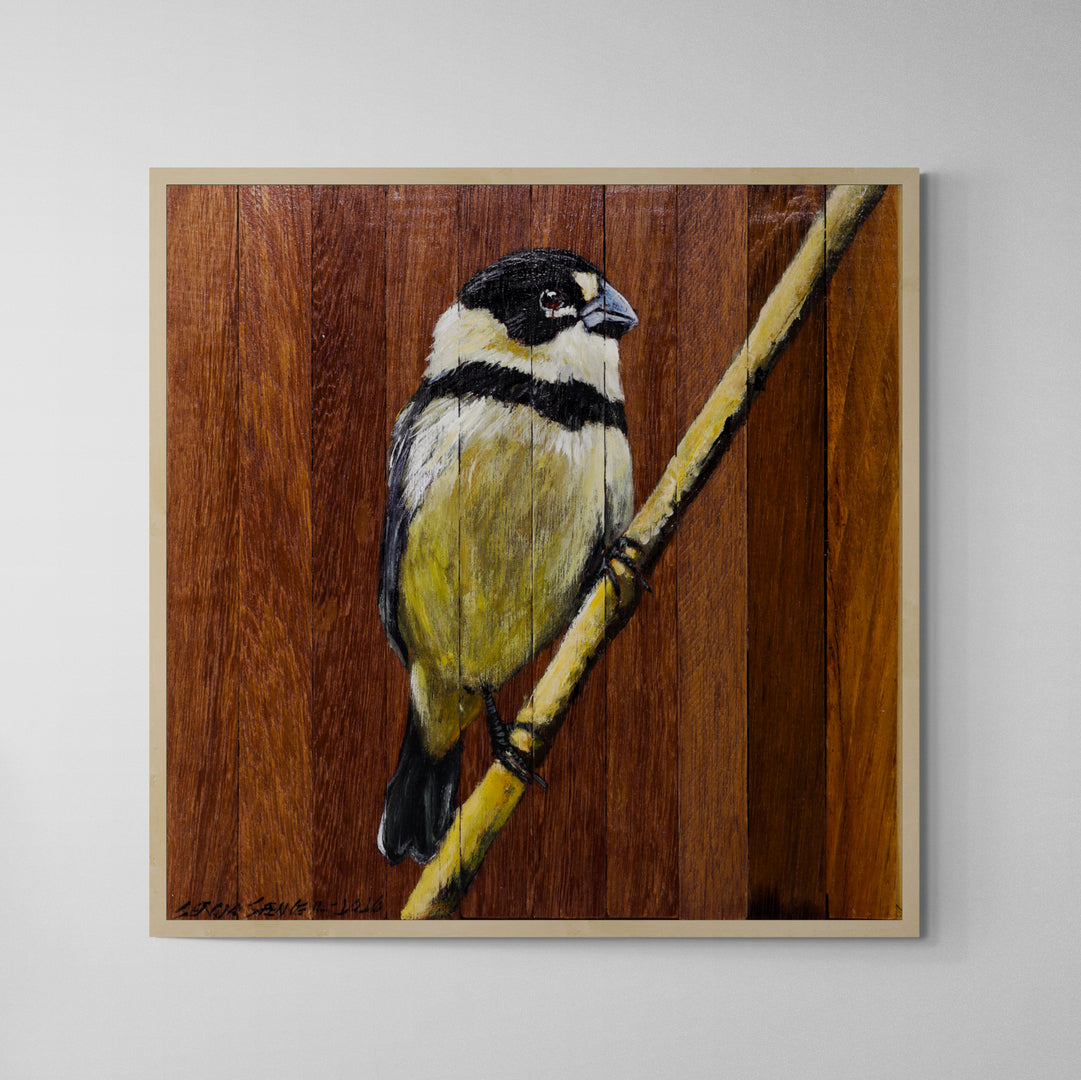 Quadro Decorativo Pássaro Coleiro do Brejo 30 X 30 cm
