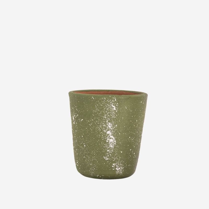 Moringa em Barro