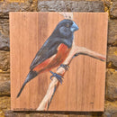 Quadro Decorativo Curió 30 X 30 cm