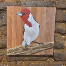 Quadro Decorativo Galo de campina 30 X 30 cm