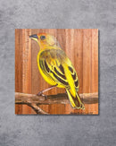Quadro Decorativo Pássaro Canário da Terra 30 X 30 cm