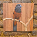 Quadro Decorativo Pássaro Curió 30 X 30 cm