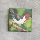 Quadro Decorativo Pássaro Galo de Campina 20 X 20 cm