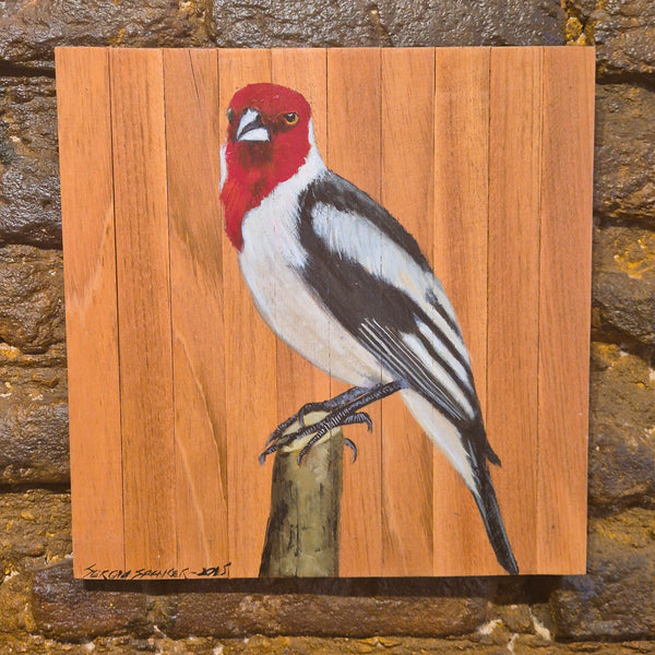 Quadro Decorativo Pássaro Galo de campina 30 X 30 cm