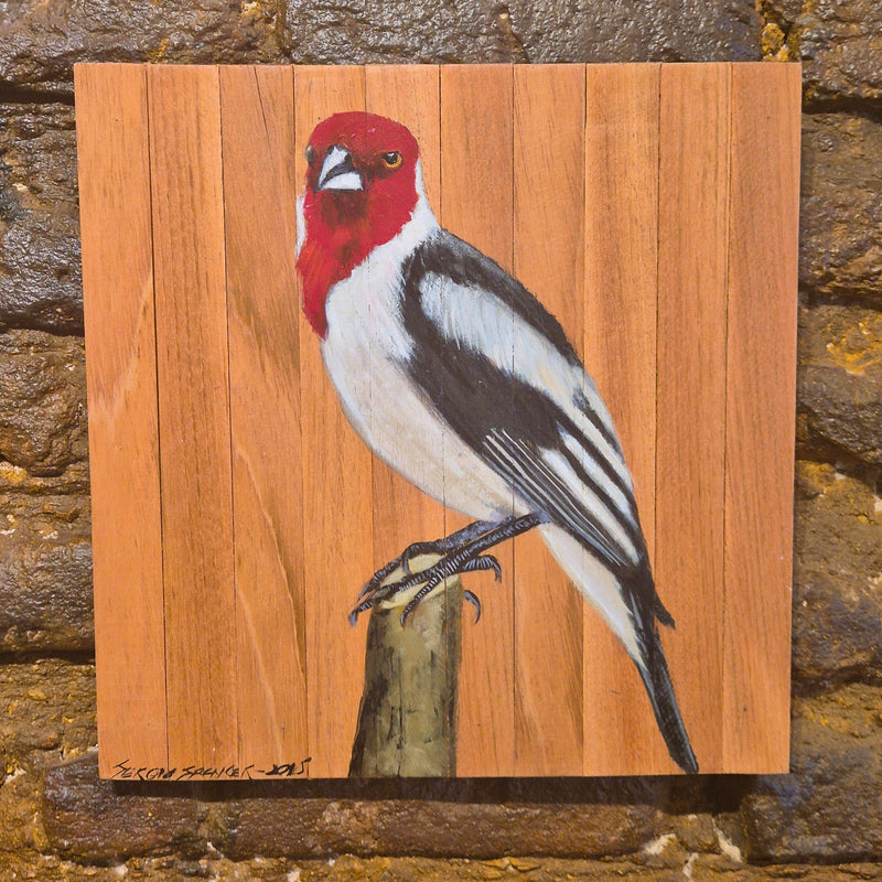 Quadro Decorativo Pássaro Galo de campina 30 X 30 cm
