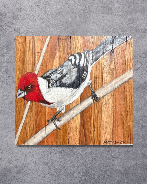Quadro Decorativo Pássaro Galo de Campina 30 X 30 cm