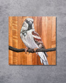 Quadro Decorativo Pássaro Pardal 30 X 30 cm