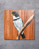 Quadro Decorativo Pássaro Patativa Golada 30 X 30 cm