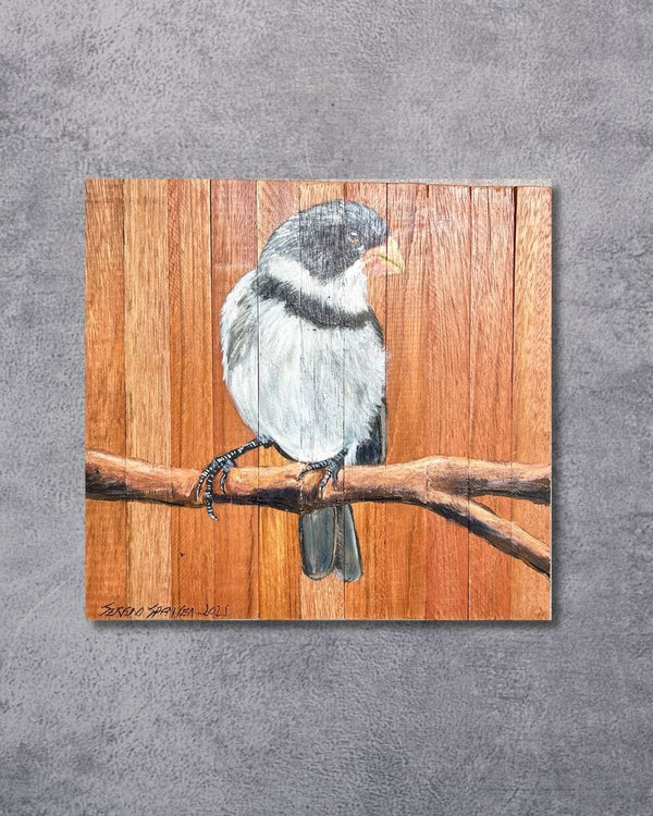 Quadro Decorativo Pássaro Patativa Golada 30 X 30 cm