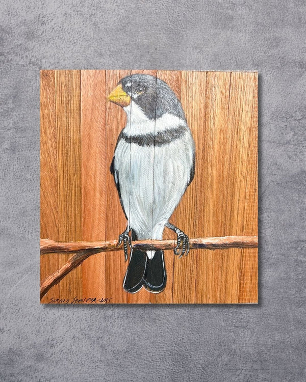 Quadro Decorativo Pássaro Patativa Golada 30 X 30 cm