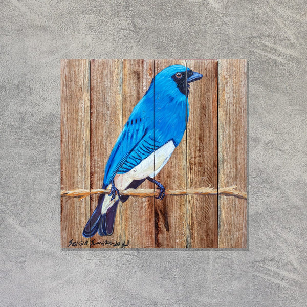 Quadro Decorativo Pássaro Saí Azul  30 X 32 cm