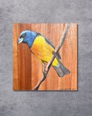 Quadro Decorativo Pássaro Sanhaço Papo Laranja 30 X 30 cm