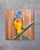 Quadro Decorativo Pássaro Sanhaço Papo Laranja 30 X 30 cm