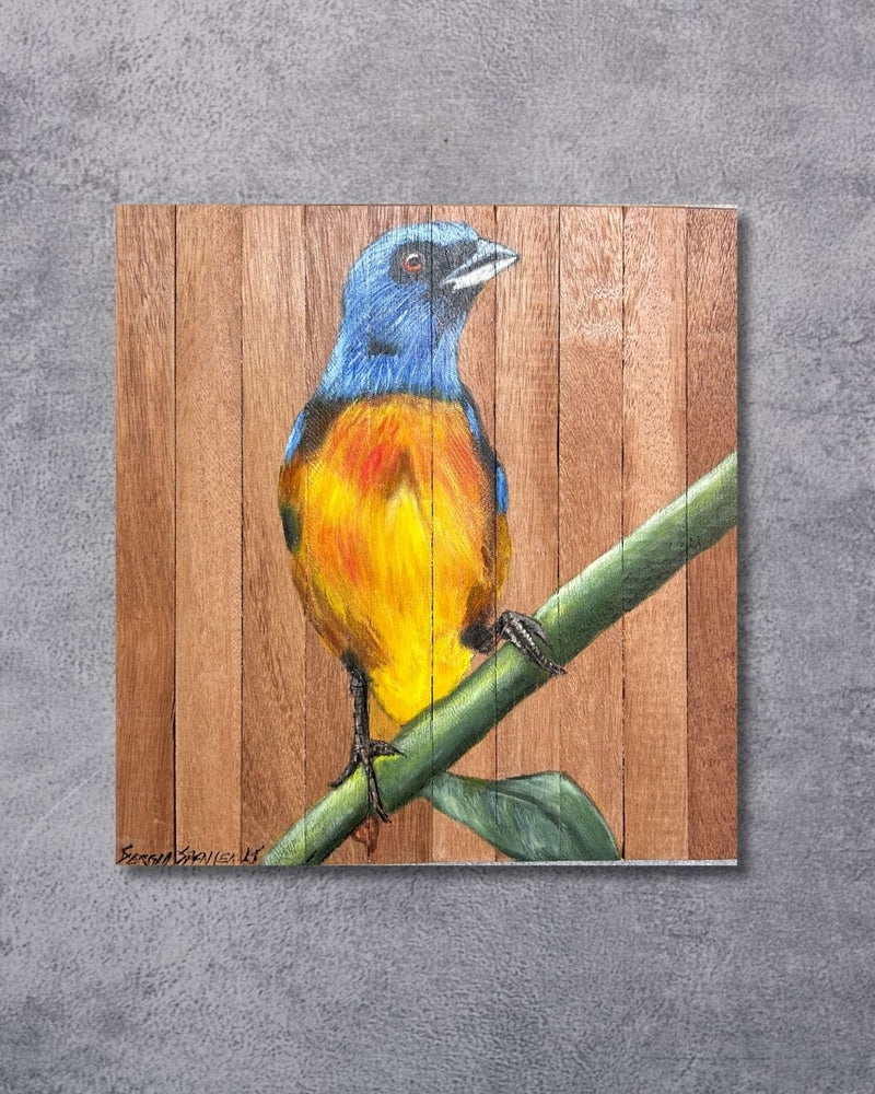 Quadro Decorativo Pássaro Sanhaço Papo Laranja 30 X 30 cm