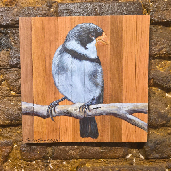 Quadro Decorativo Patativa 30 X 30 cm