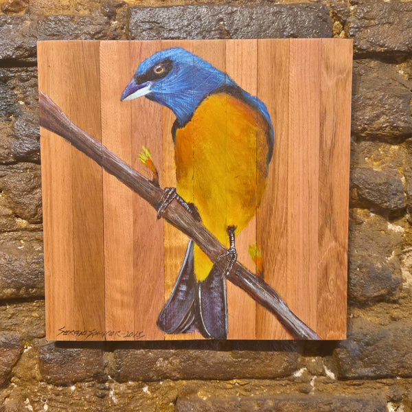 Quadro Decorativo Sanhaço papo laranja 30 X 30 cm