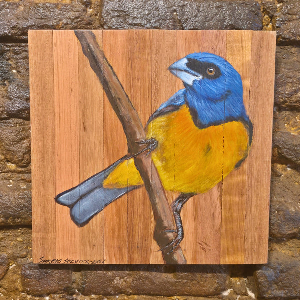 Quadro Decorativo Sanhaço papo laranja 30 X 30 cm