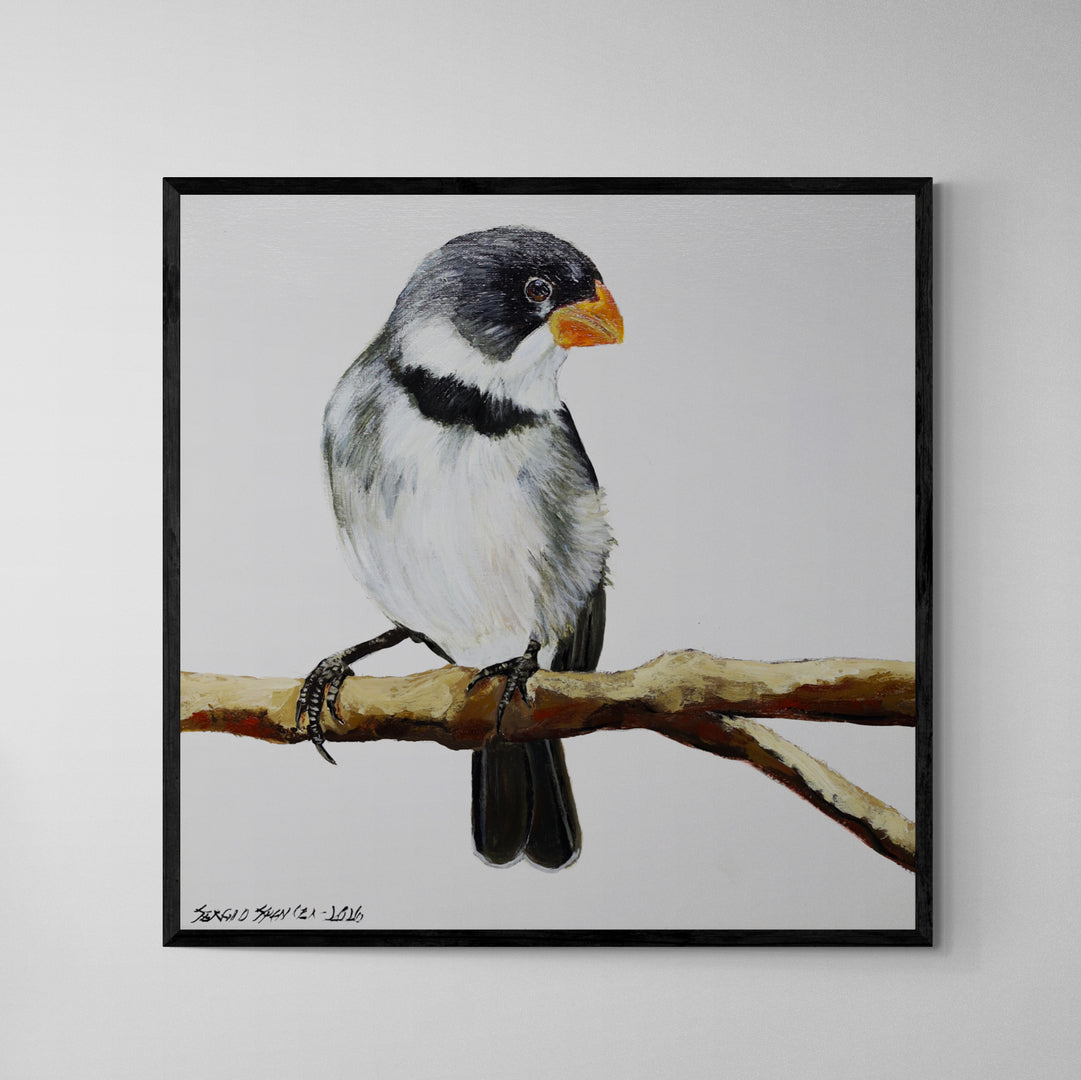Quadro C/ Moldura Pássaro Patativa Golada 32 X 32 cm