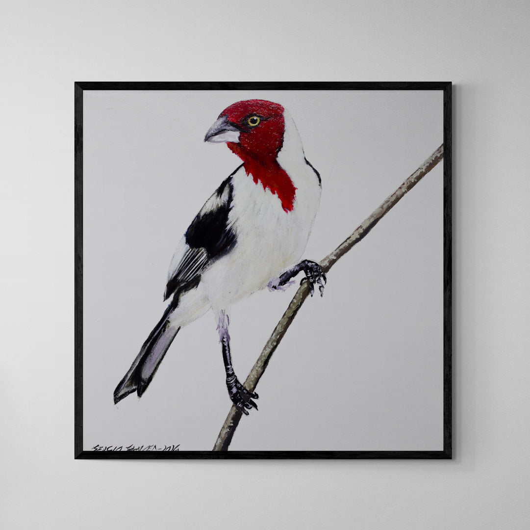 Quadro C/ Moldura Pássaro Galo de Campina 32 X 32 cm