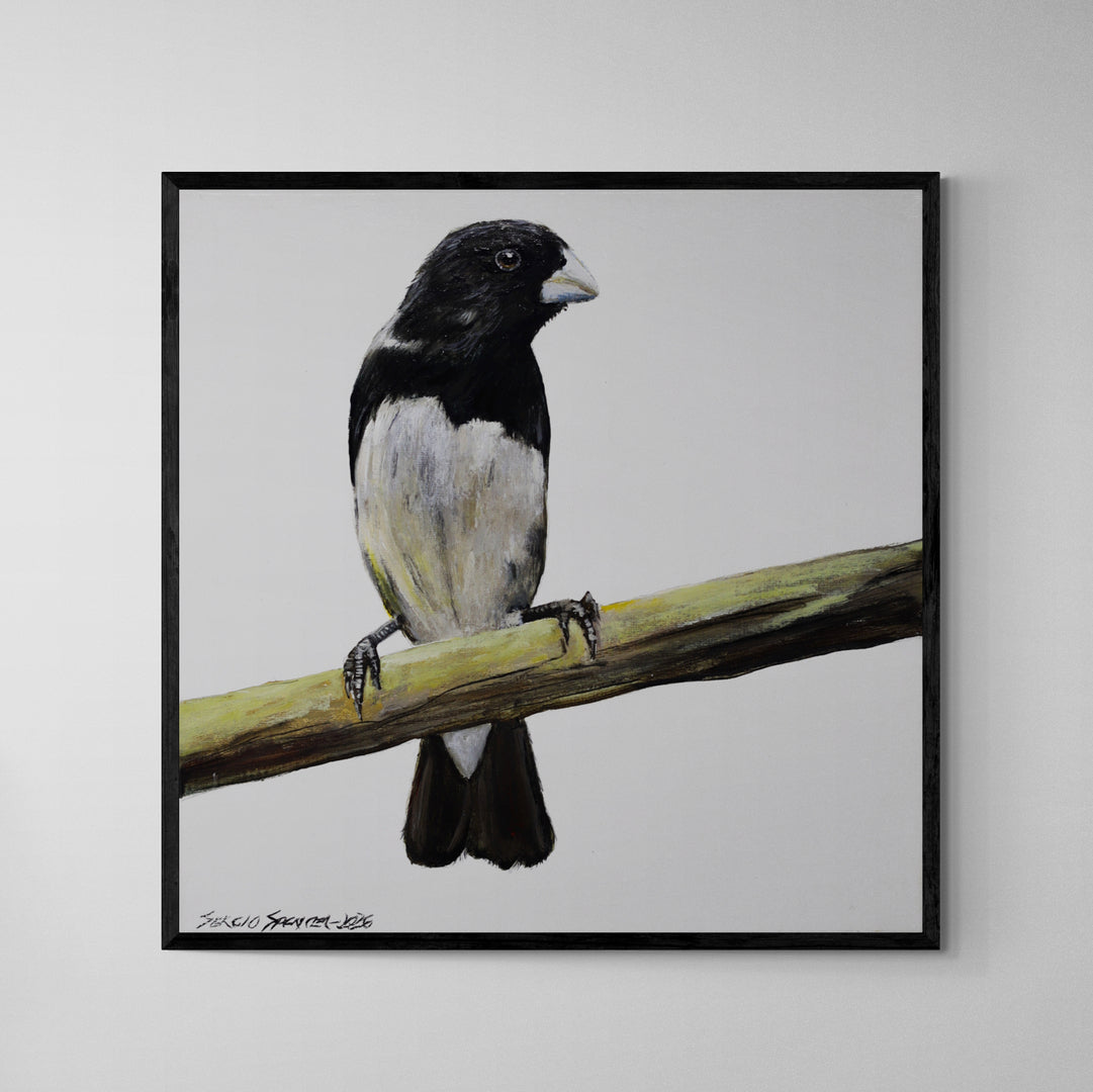 Quadro C/ Moldura Pássaro Papa Capim 01 32 X 32 cm