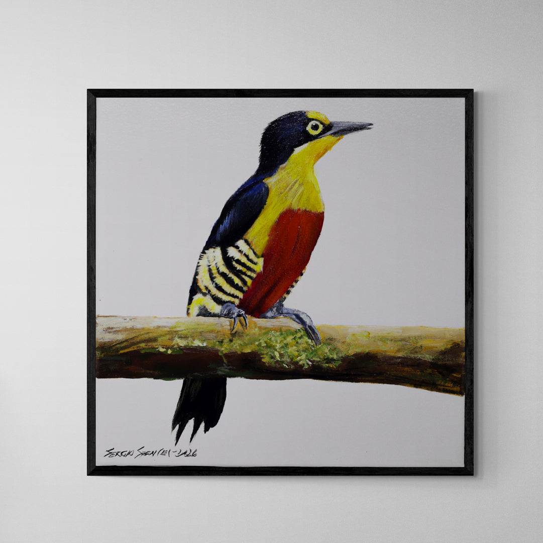 Quadro C/ Moldura Pássaro Benedito de Testa Amarela 32 X 32 cm