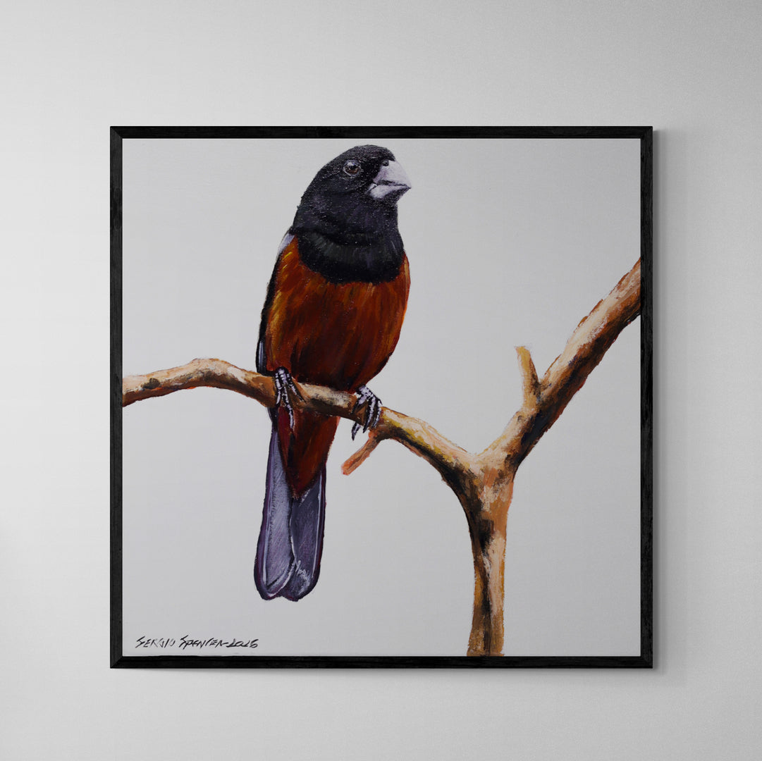 Quadro C/ Moldura Pássaro Curió 32 X 32 cm