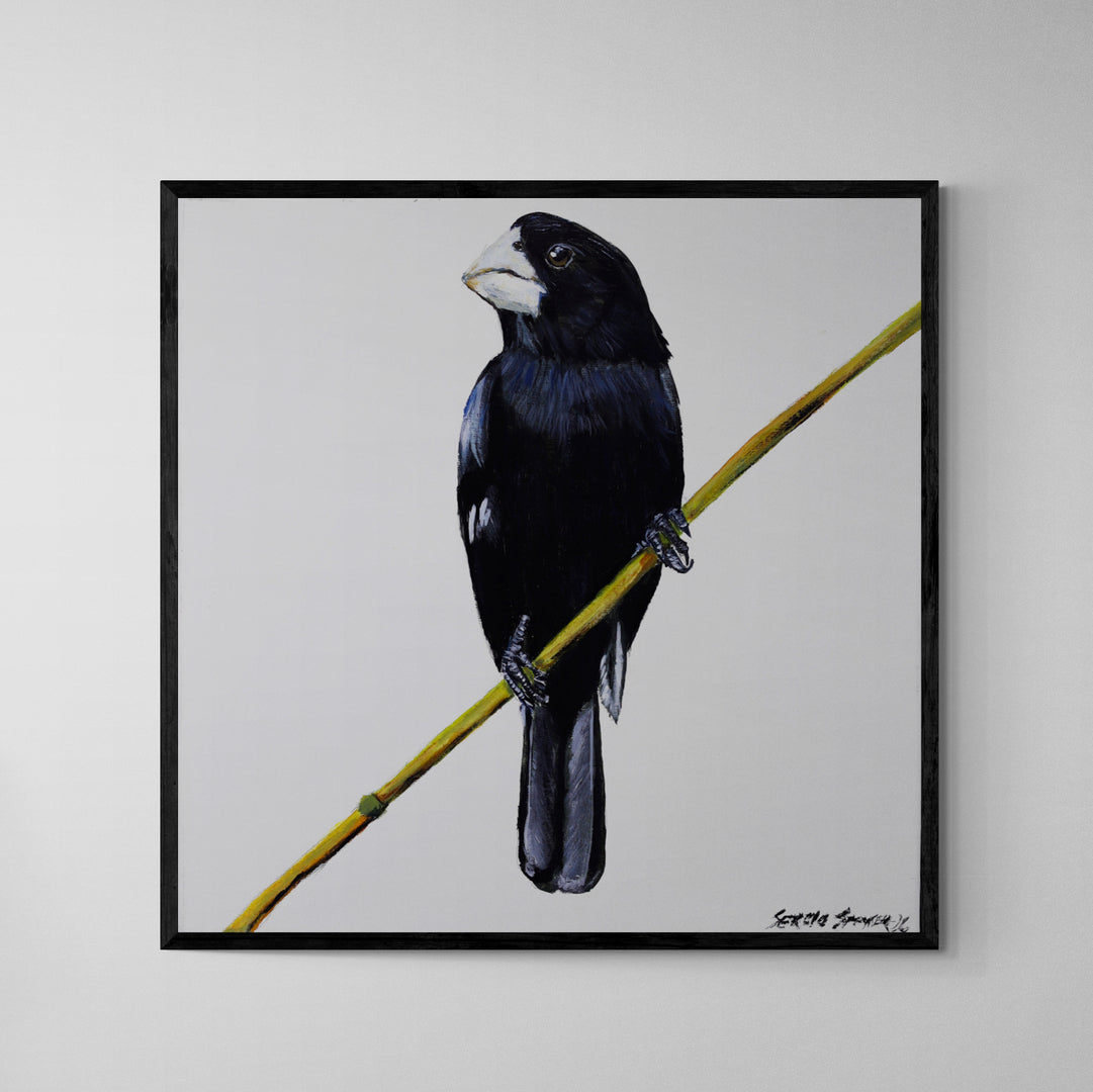 Quadro C/ Moldura Pássaro Bicudo 02 32 X 32 cm