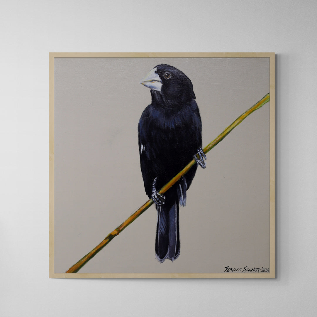 Quadro C/ Moldura Pássaro Bicudo 01 32 X 32 cm