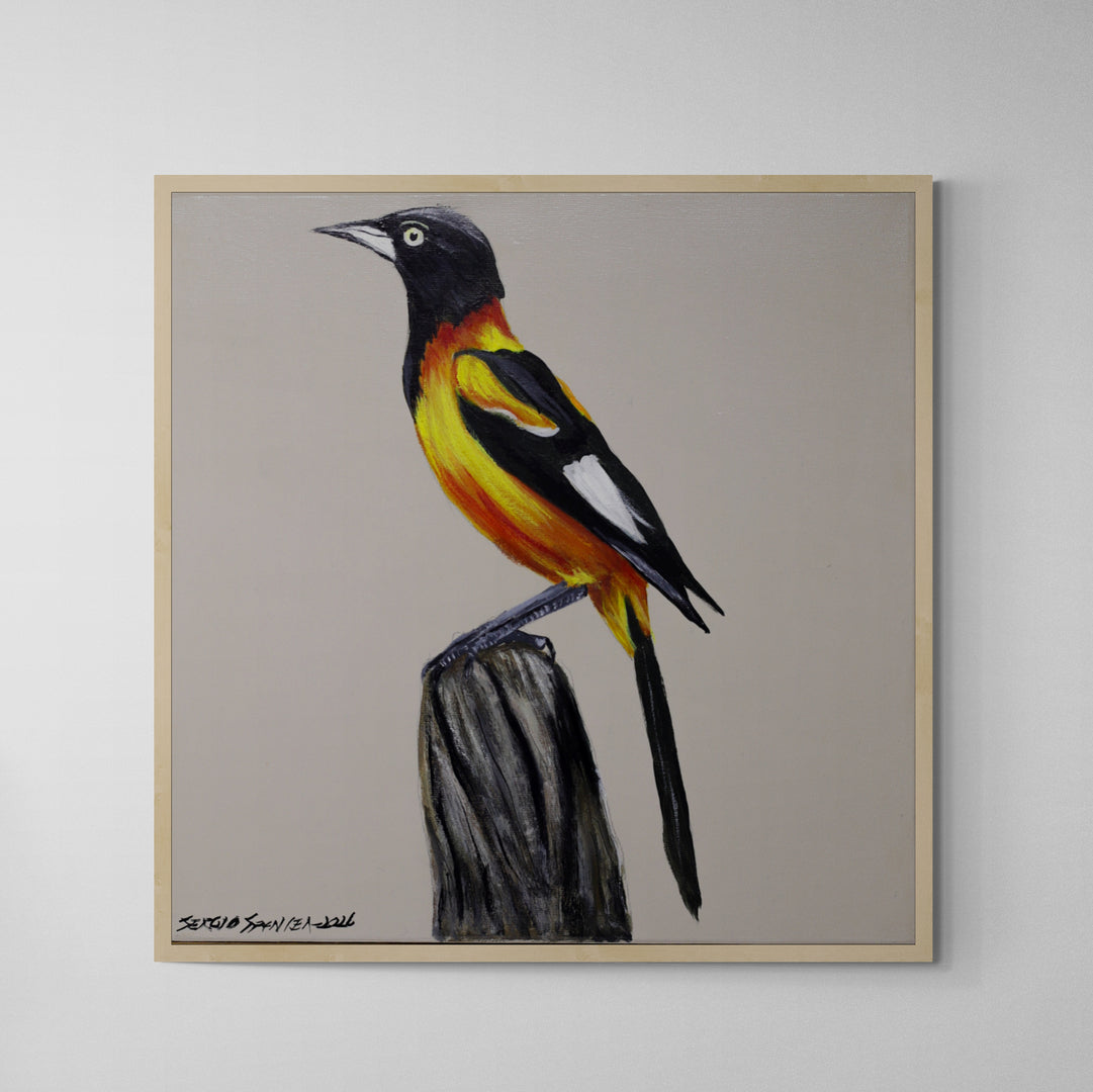 Quadro C/ Moldura Pássaro Corrupião 01 32 X 32 cm