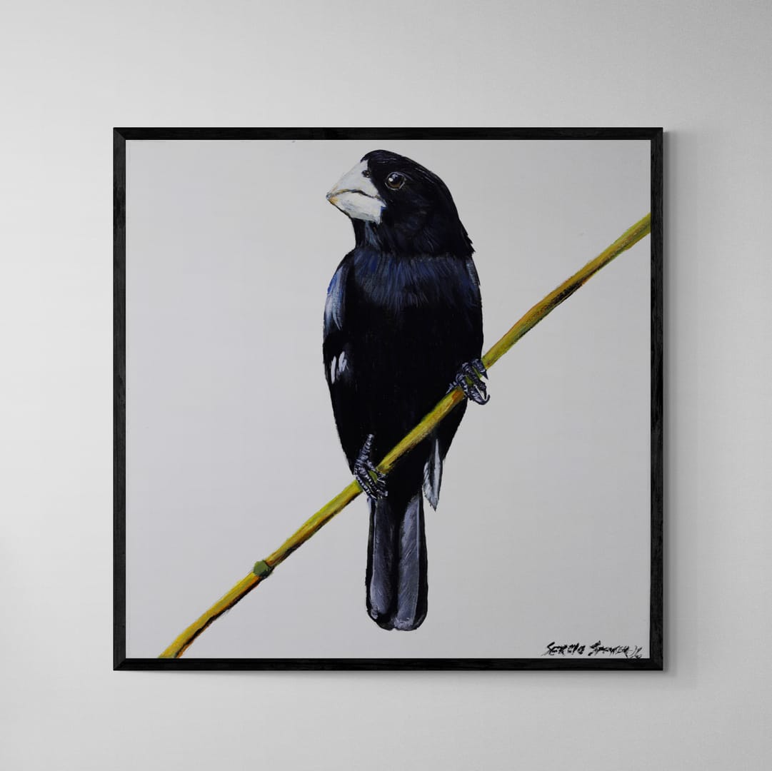Quadro C/ Moldura Pássaro Bicudo 02 32 X 32 cm