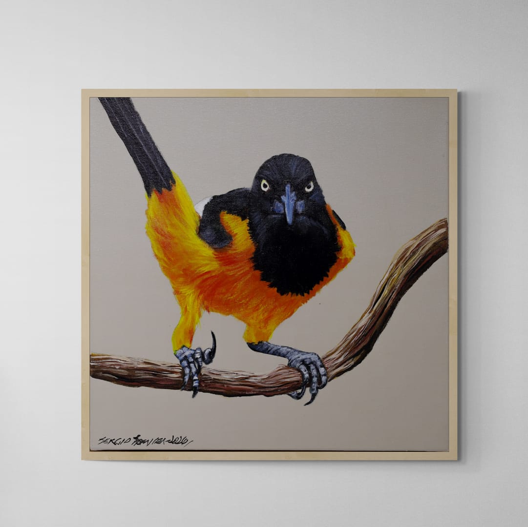 Quadro C/ Moldura Pássaro Corrupião 02 32 X 32 cm