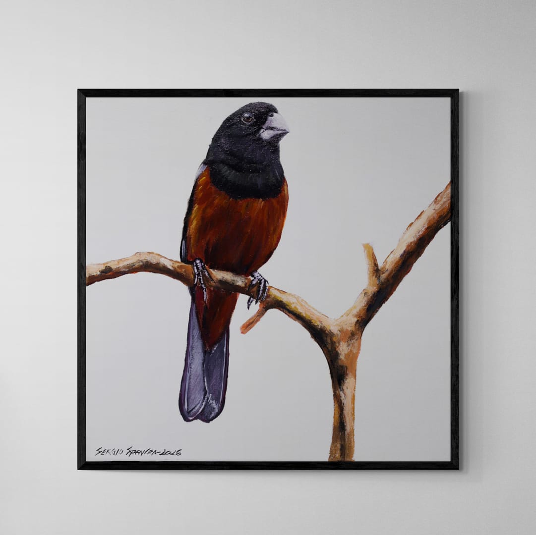 Quadro C/ Moldura Pássaro Curió 32 X 32 cm