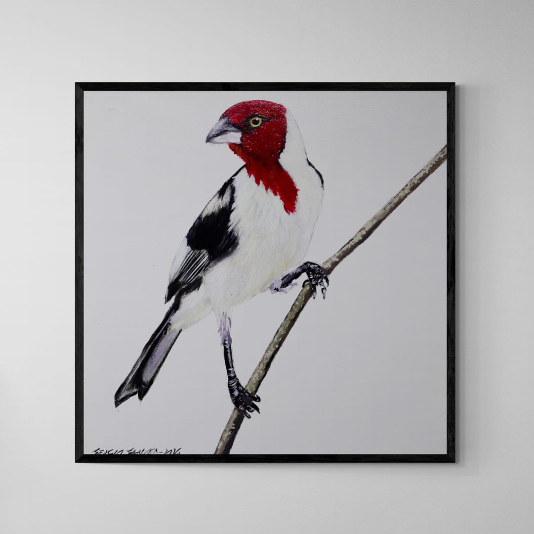 Quadro C/ Moldura Pássaro Galo de Campina 32 X 32 cm