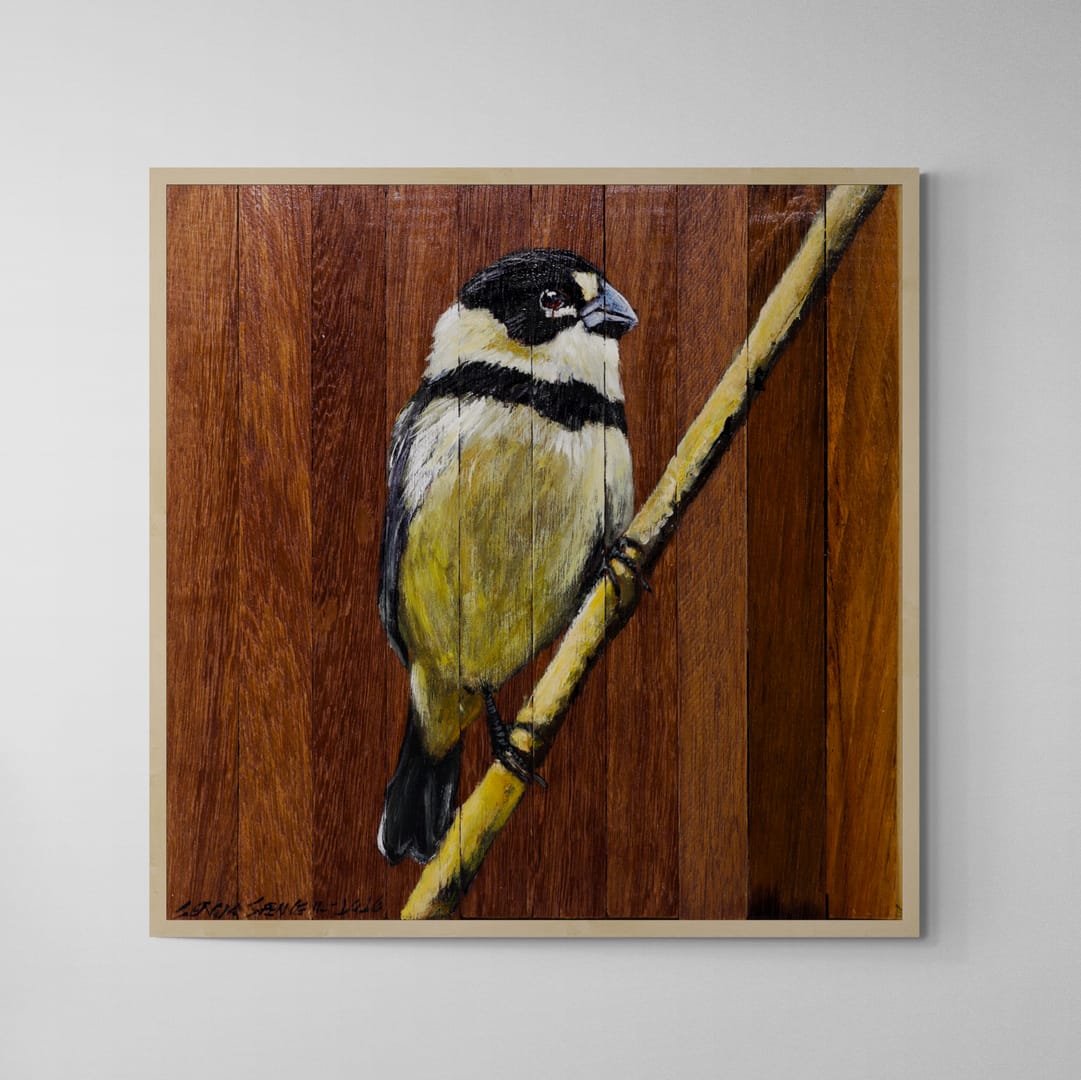 Quadro Decorativo Pássaro Coleiro do Brejo 30 X 30 cm