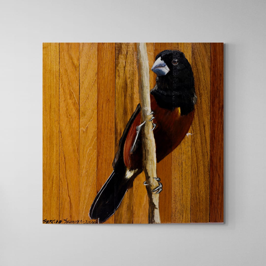 Quadro Decorativo Pássaro Curió 01 30 X 30 cm