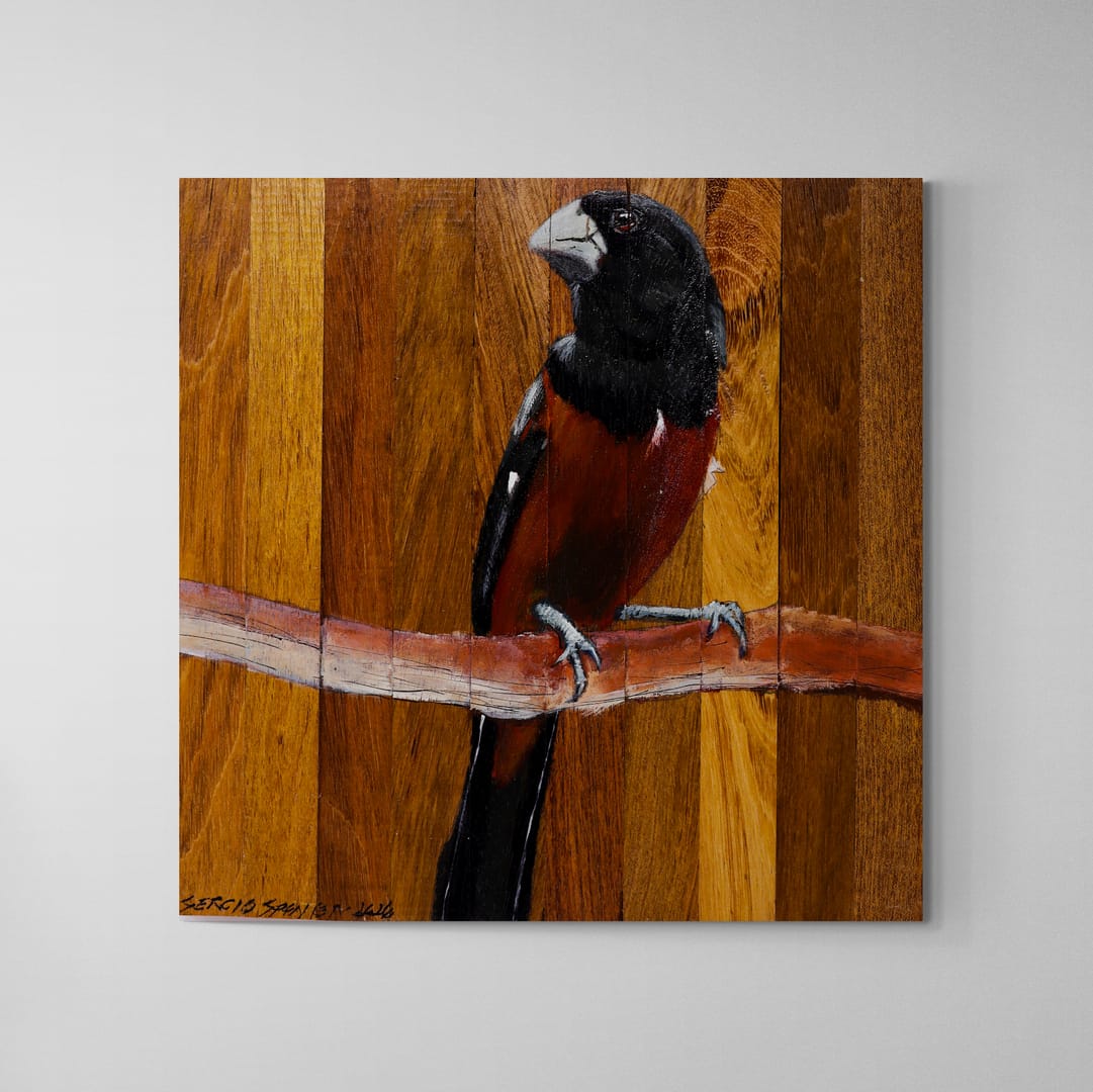 Quadro Decorativo Pássaro Curió 02 30 X 30 cm