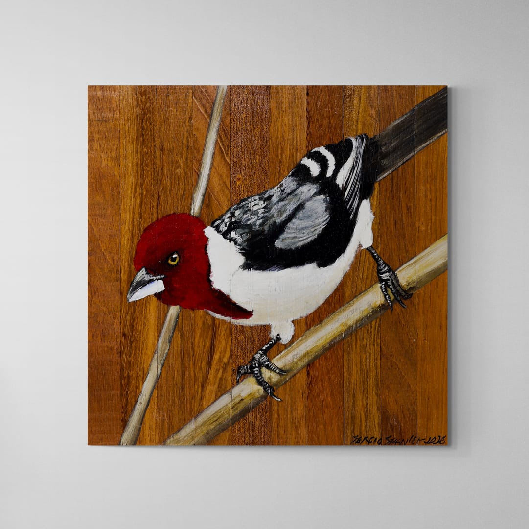 Quadro Decorativo Pássaro Galo de Campina 01 30 X 30 cm