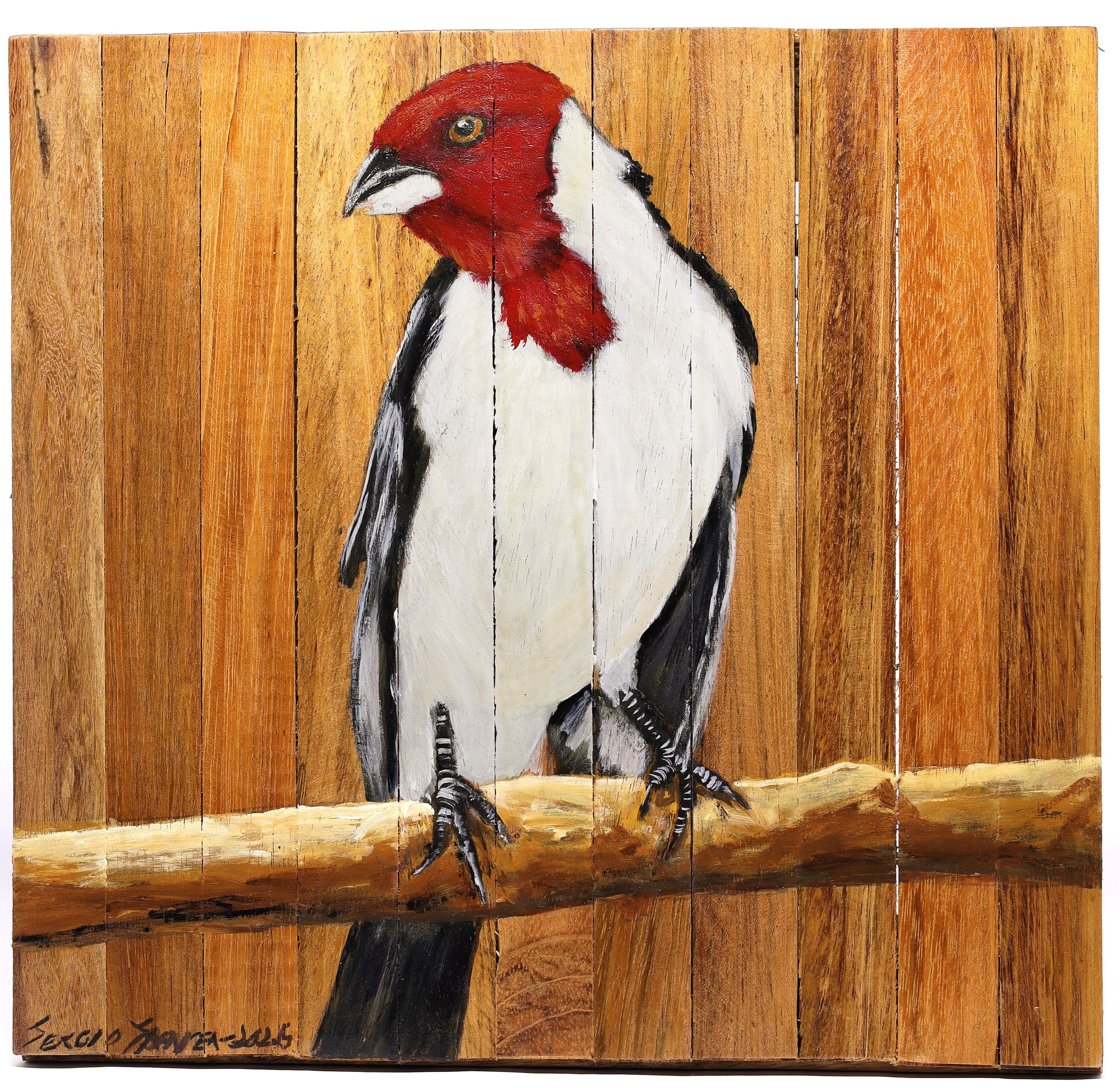 Quadro Decorativo Pássaro Galo de Campina 03 30 X 30 cm