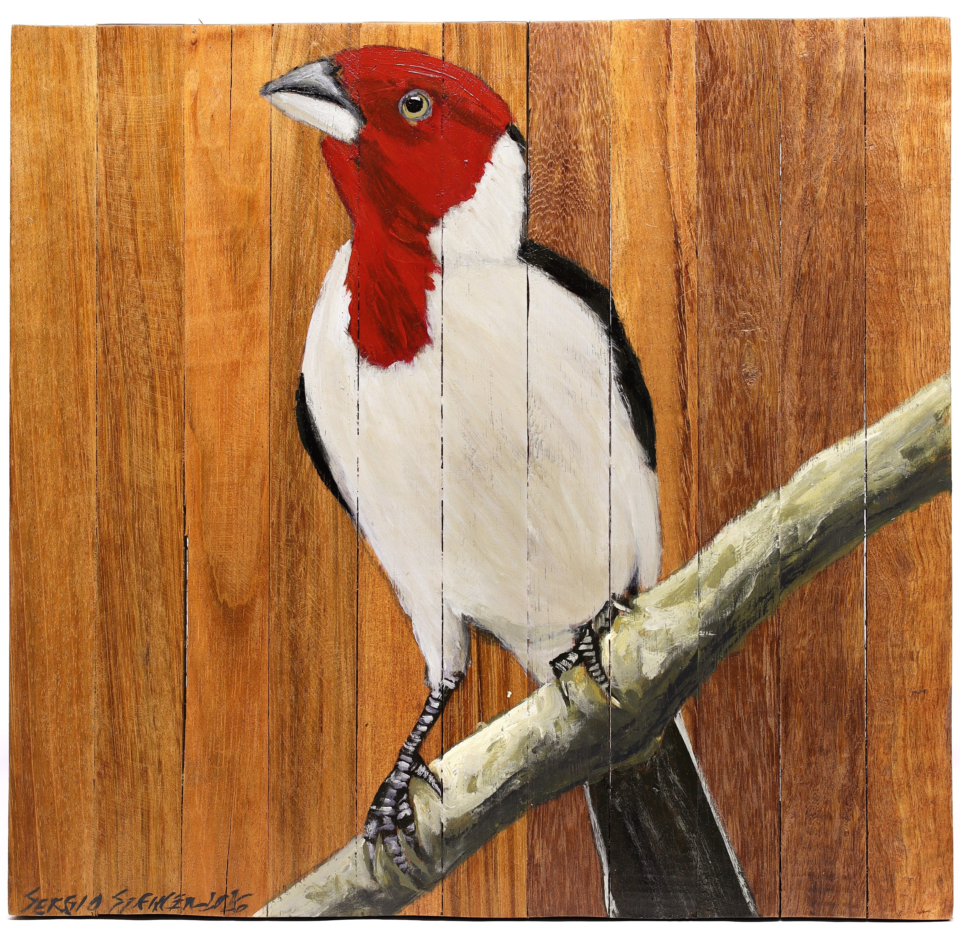 Quadro Decorativo Pássaro Galo de Campina 05 30 X 30 cm